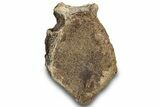 Hadrosaur (Edmontosaurus) Anterior Caudal Vertebra - Montana #316927-2